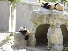 -卧龙中华大熊猫苑神树坪基地