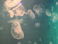 -福州罗源湾海洋世界旅游区