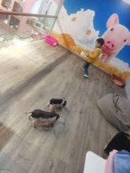 -Moni星球萌宠·小马宝莉·灵蛇·高端高阶全萌宠互动体验俱乐部(红豆国际广场店)