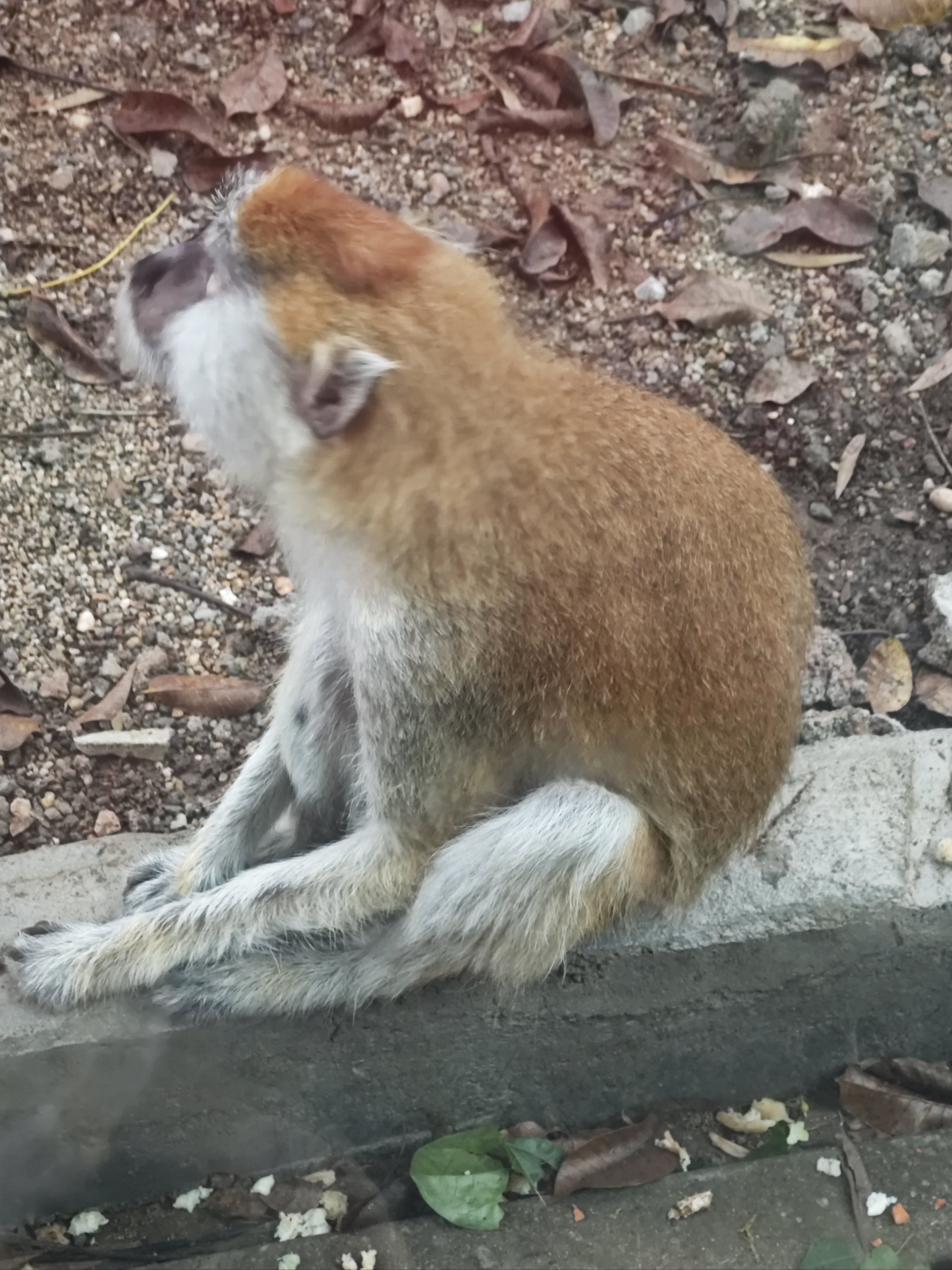 泗阳动物园猴子图片