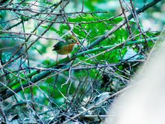 -杭州半山国家森林公园