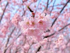 -顾村公园