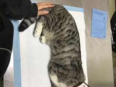 -特一安24小时宠物医院·骨科·中兽医