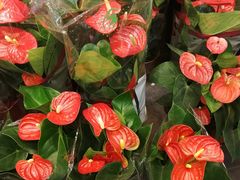 -双季花艺园艺市场(浦东店)