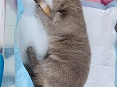 -北京恒爱动物医院(清景园分院)