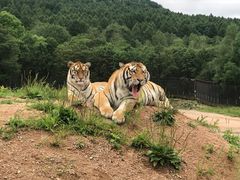-横道河子东北虎林园