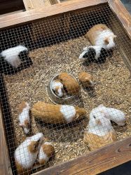 -酷嗒动物文化乐园(cutezoo西溪乐天城店)