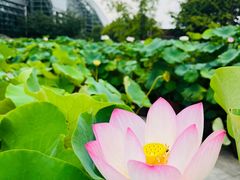 -南山植物园