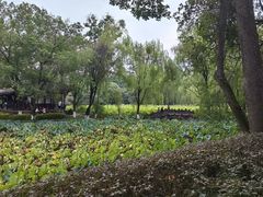 -桂湖森林公园