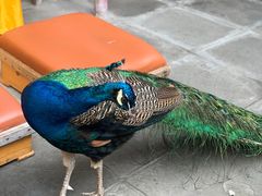 -都江堰普照寺