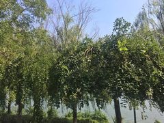 -羊山湖公园