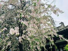 -西安青龙寺遗址景区