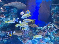 -上海海洋水族馆