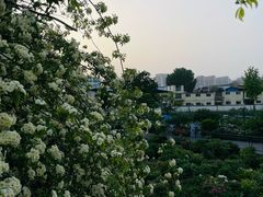 -曹州百花园