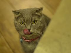 -猫色咖啡·猫咖