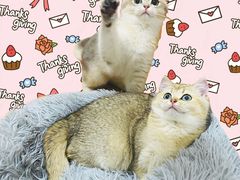 -柚子猫舍·精品猫舍购猫·猫咪认养·购宠·宠物店