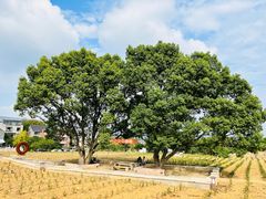 -龙坞茶村