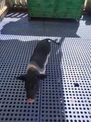 -萌宠亲子动物乐园(槐房万达店)