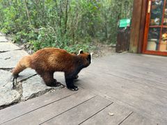 -普洱太阳河森林公园