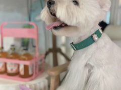 -萌宠之家·腊肠犬·马尔泰·小体犬舍