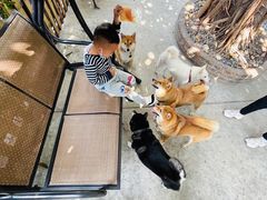 -柴犬高等学院·狗咖·柴犬售卖·宠物训练
