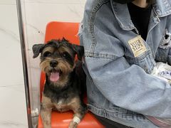-伟伟宠物医院·CT影像中心·瑞派犬猫综合性门诊(汉口总院)