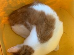 -中农国际动物医院24小时·猫科·骨科·急重症中心