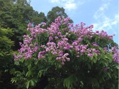 花儿-南丫岛