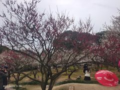 -香雪海