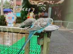 -史努比缤纷世界