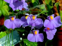 -国家植物园南园