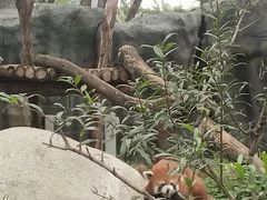 -武汉动物园