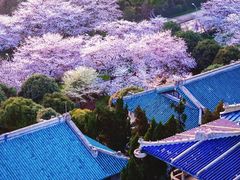 -武汉大学-樱园