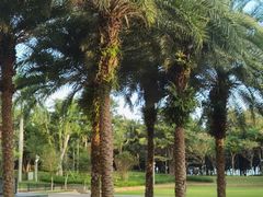 -海口绿发希尔顿酒店-田园汇自助餐·三文鱼·海鲜