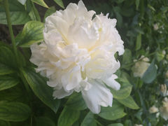 iphone_upload_pic-景山公园