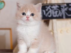 -小猫来了·猫舍(红山六九七九店)