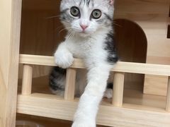 -老吴的猫·猫舍(新区店)