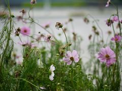 -南宁良凤江国家森林公园