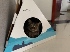 -pd派德宠物中心医院24H急重症·眼科中心·血液透析中心(嵩山北路店)