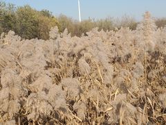-西青郊野公园