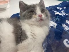-1013 PET SHOP精品宠物商店(丁香店)