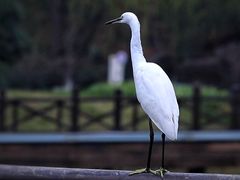 -贡湖湾湿地公园