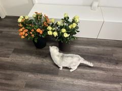 -循礼门鲜花花市(武汉循礼门店)