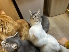 -MOCHA明星猫咖(田子坊店)