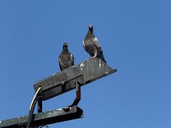 -九龙公园