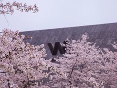 -武汉大学-樱园