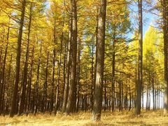 -塞罕坝国家级自然保护区