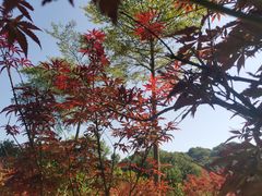 -广州市帽峰山景区