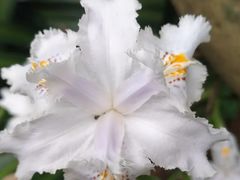 -白沙古井