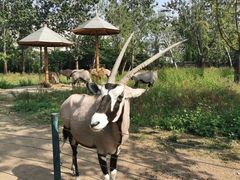 -大连森林动物园